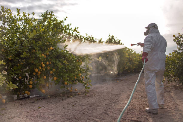 Flea Control Services in Lost Hills, CA