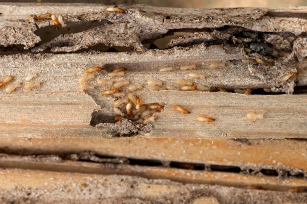 Best Pest Removal Services  in Lost Hills, CA