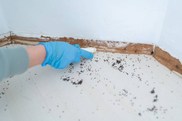 Best Mosquito Control Services  in Lost Hills, CA